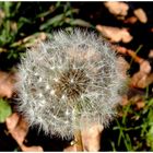 Pusteblume