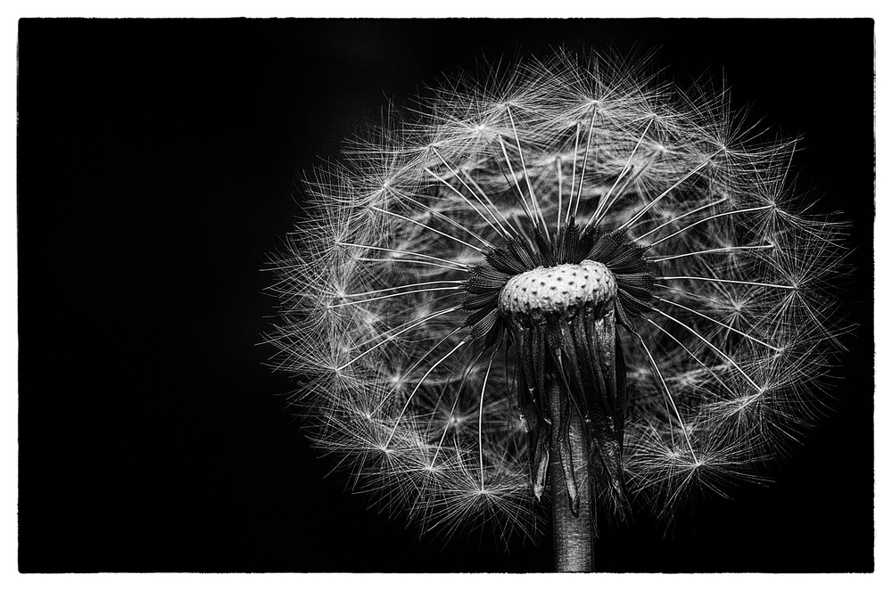 Pusteblume