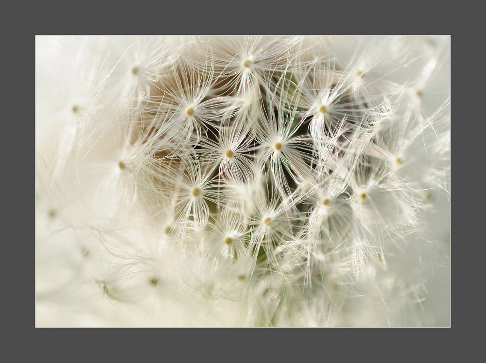 Pusteblume von Hans - Jürgen Bellhäuser