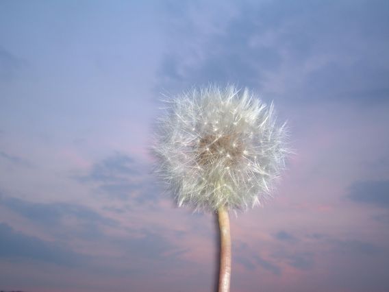 pusteblume echt?