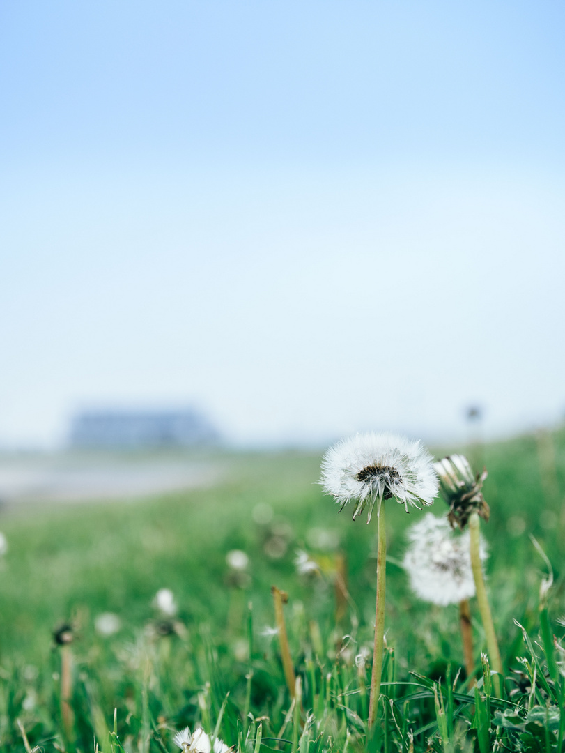 Pusteblume