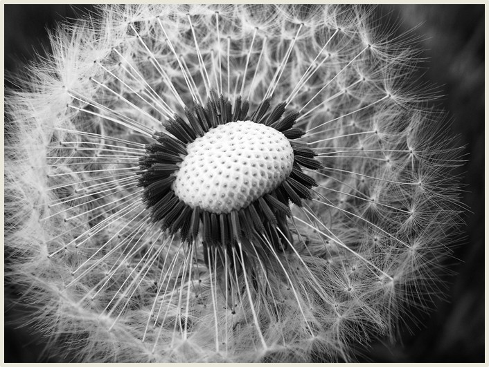 pusteblume