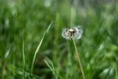 Pusteblume