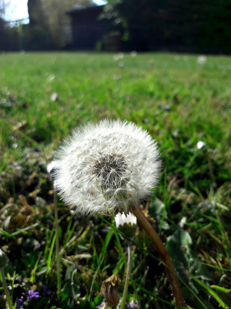 Pusteblume....