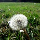 Pusteblume....