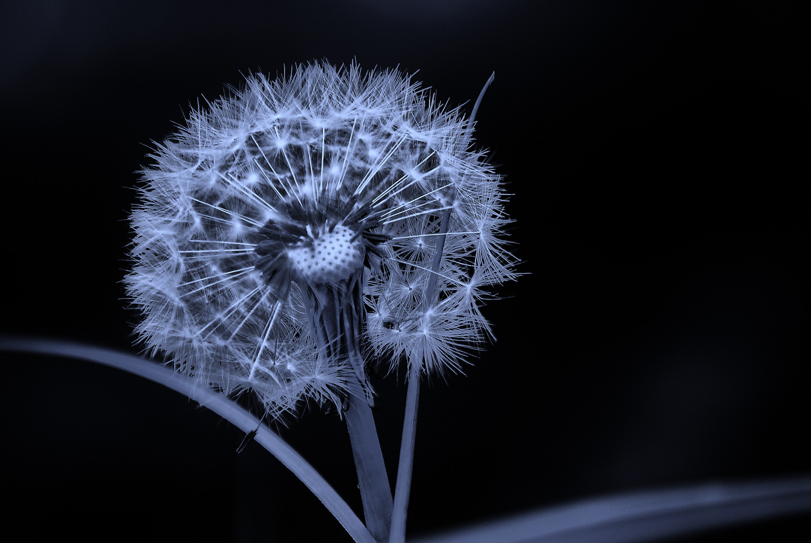 Pusteblume