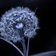 Pusteblume