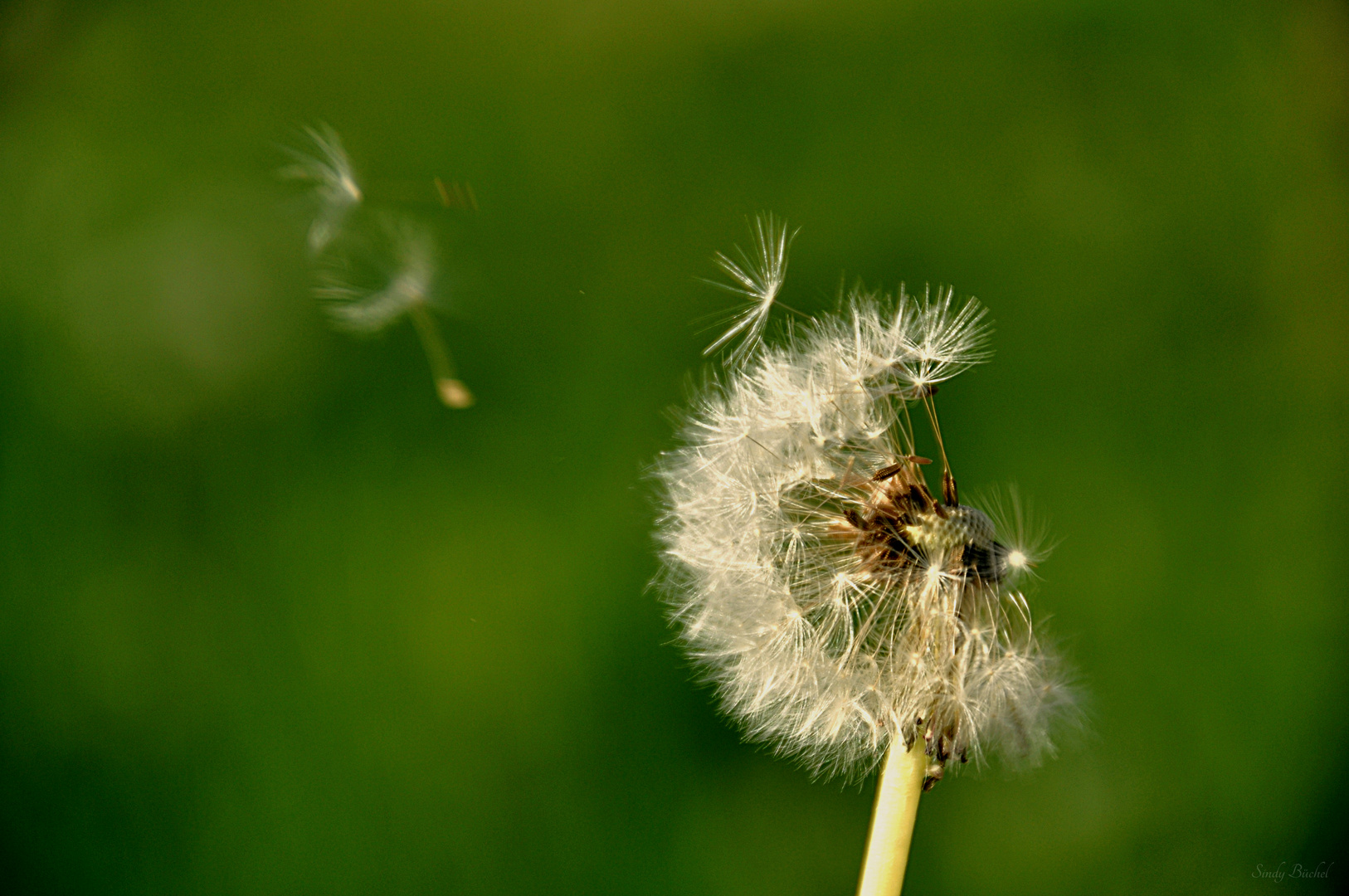 Pusteblume