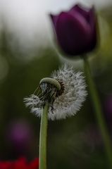 Pusteblume...