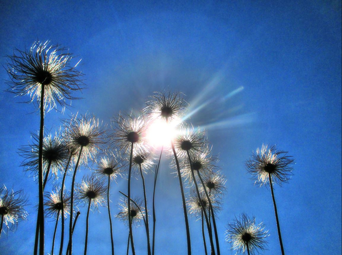 Pusteblume