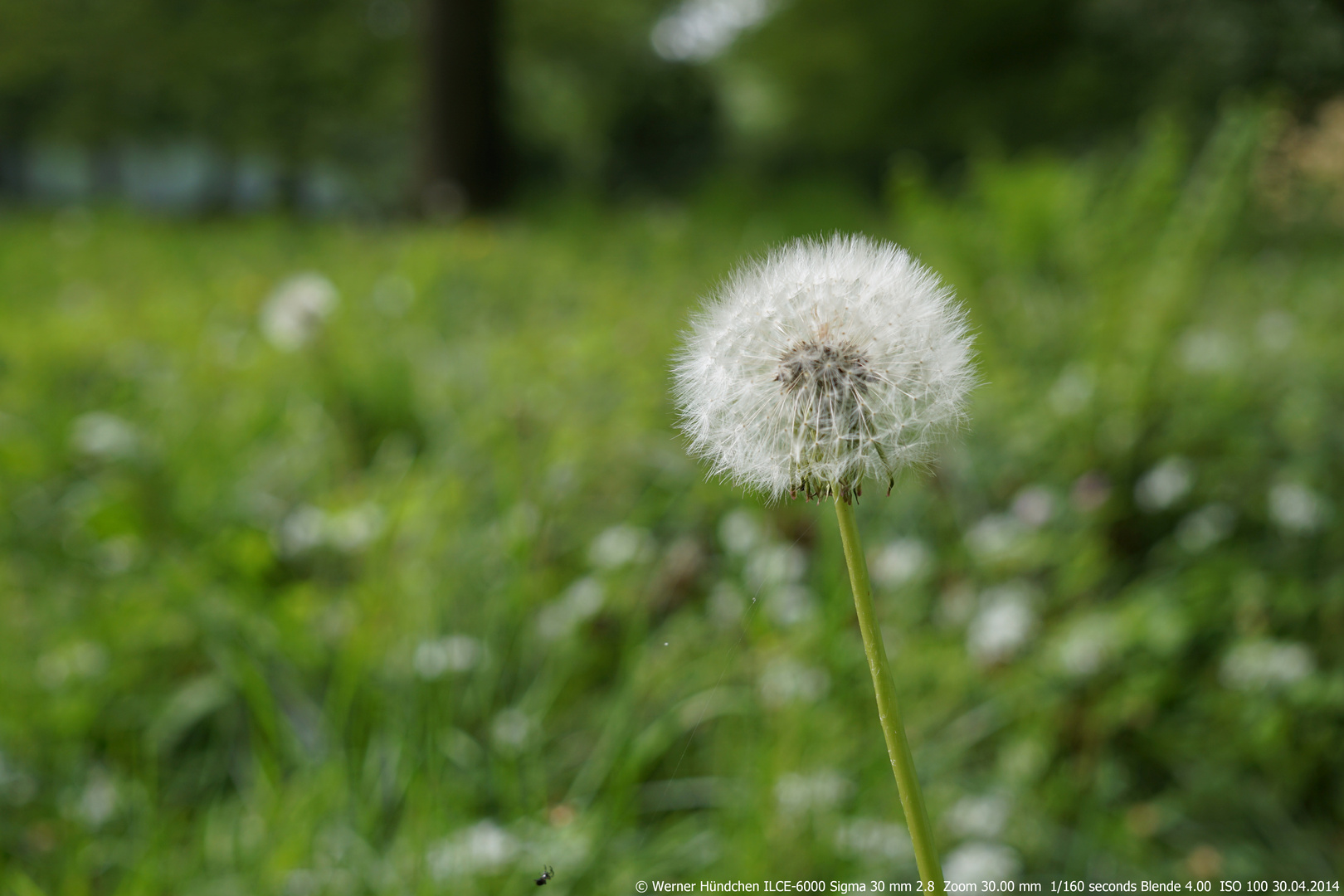 Pusteblume