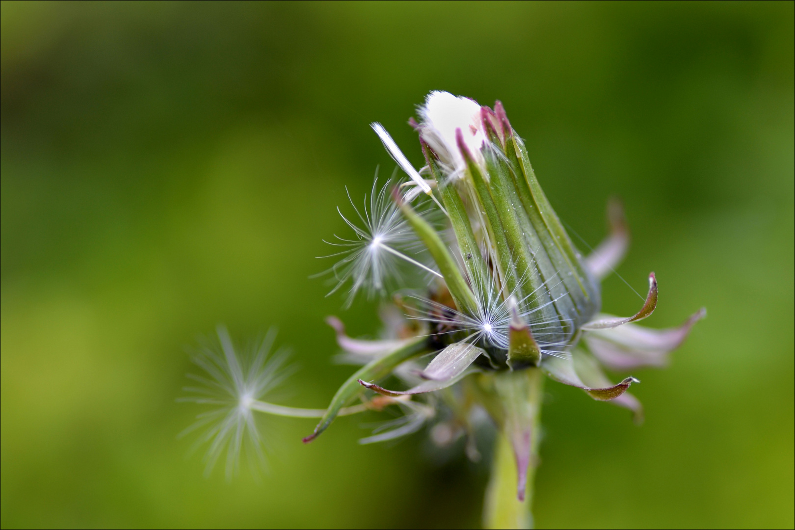 pusteblume