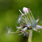 pusteblume