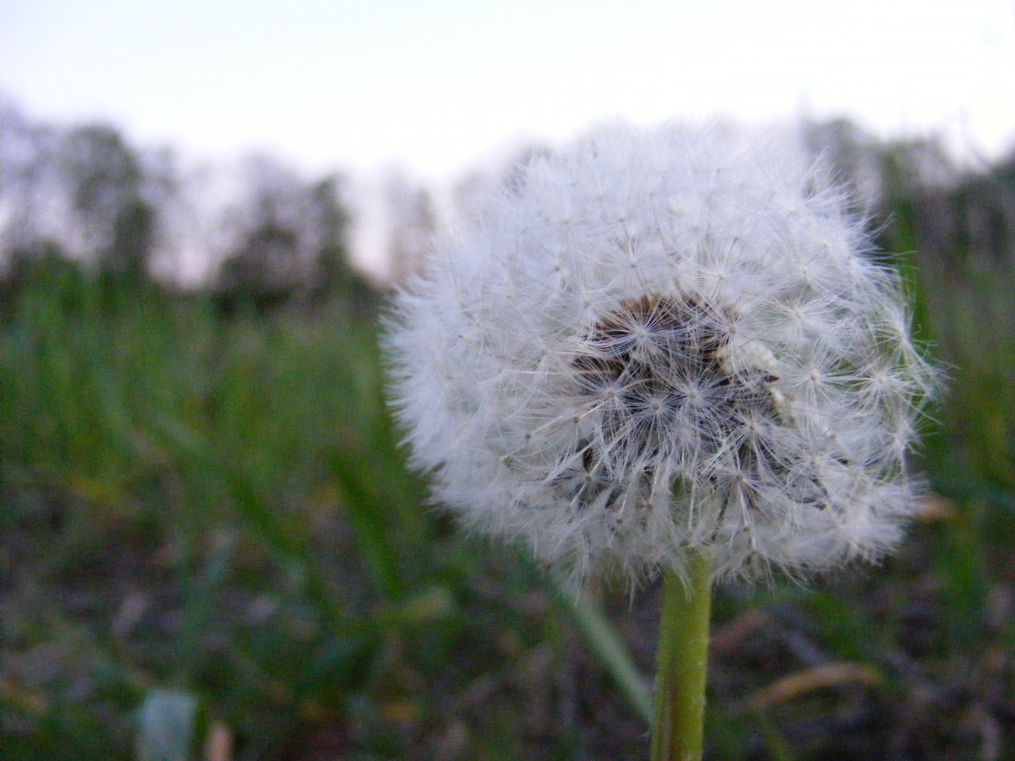 Pusteblume :)