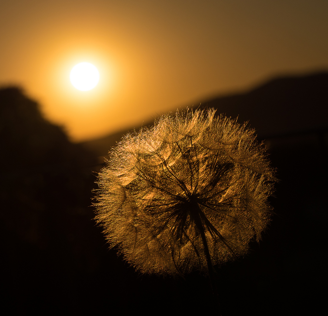 Pusteblume