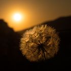 Pusteblume