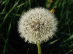 Pusteblume