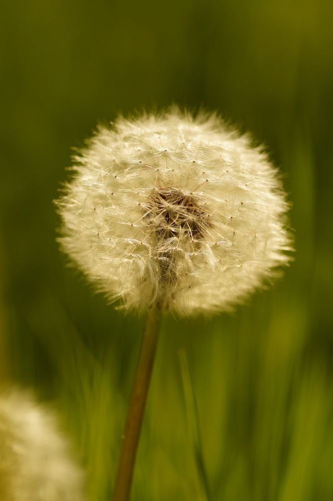 Pusteblume