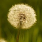 Pusteblume