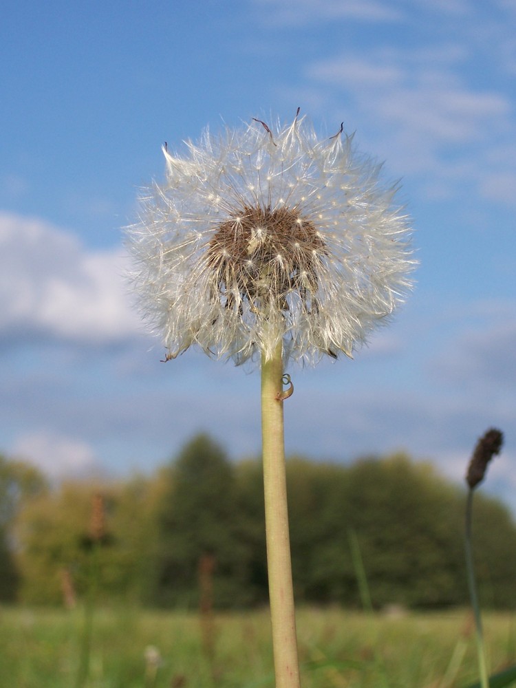 Pusteblume