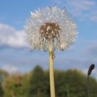 Pusteblume