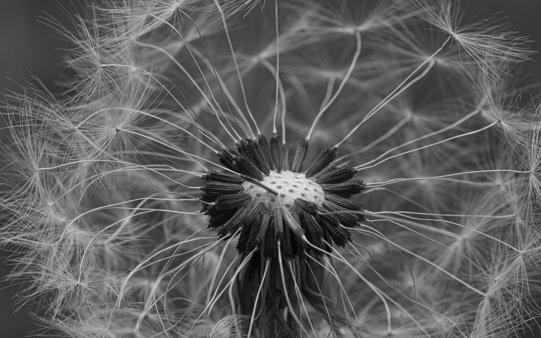 pusteblume