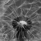 pusteblume