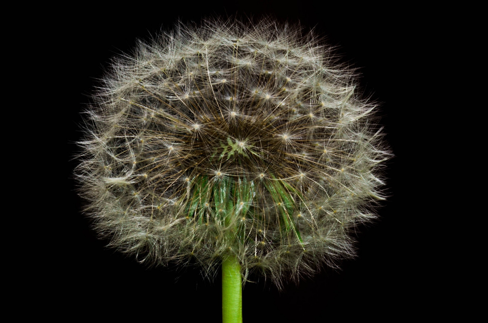 Pusteblume 