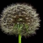 Pusteblume 