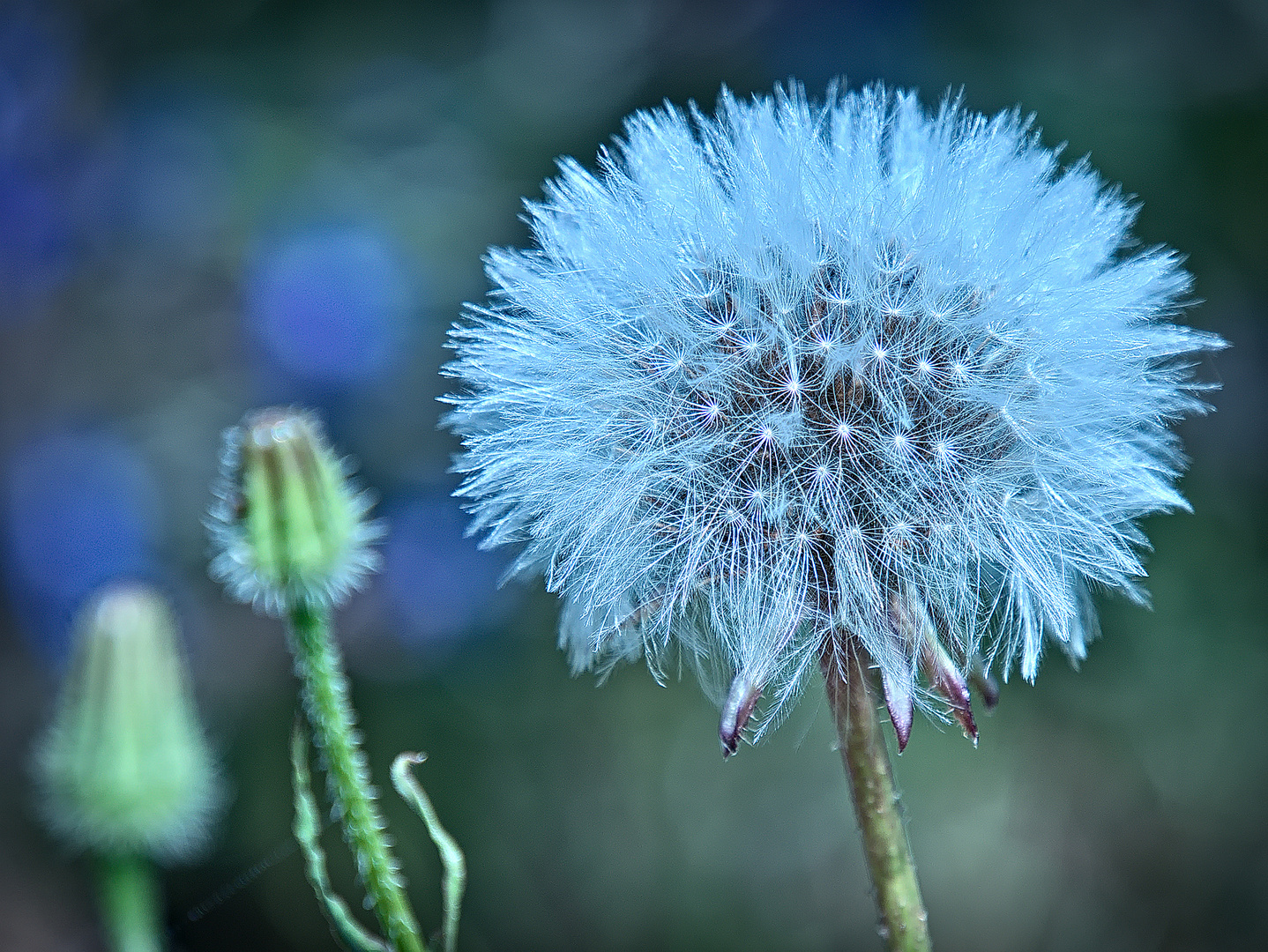 Pusteblume...