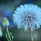 Pusteblume...