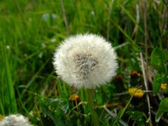 Pusteblume