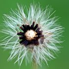 Pusteblume