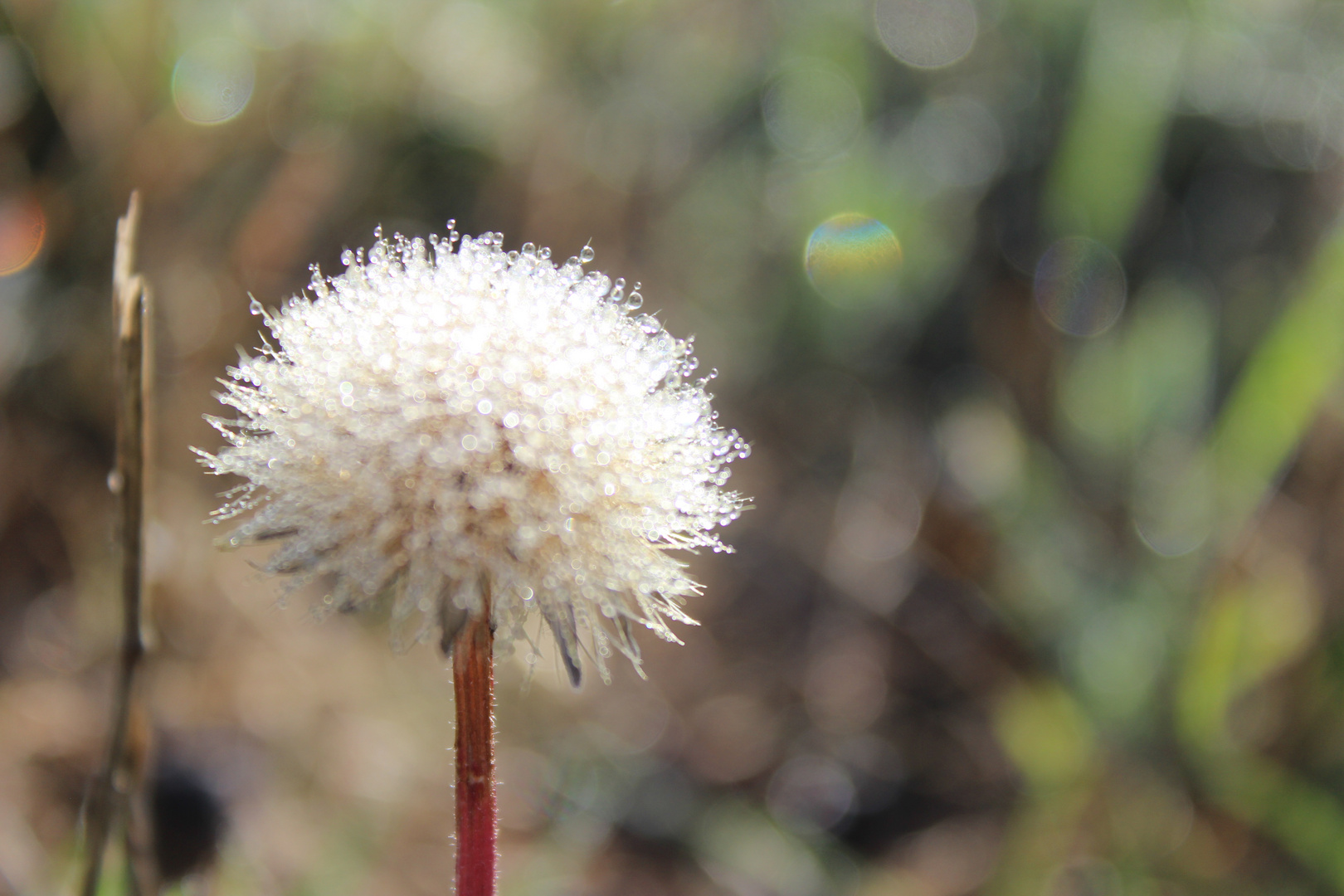 Pusteblume