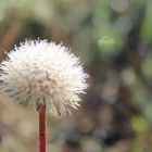 Pusteblume