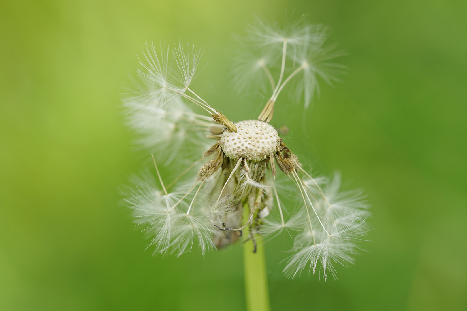 Pusteblume