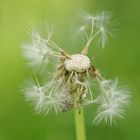 Pusteblume