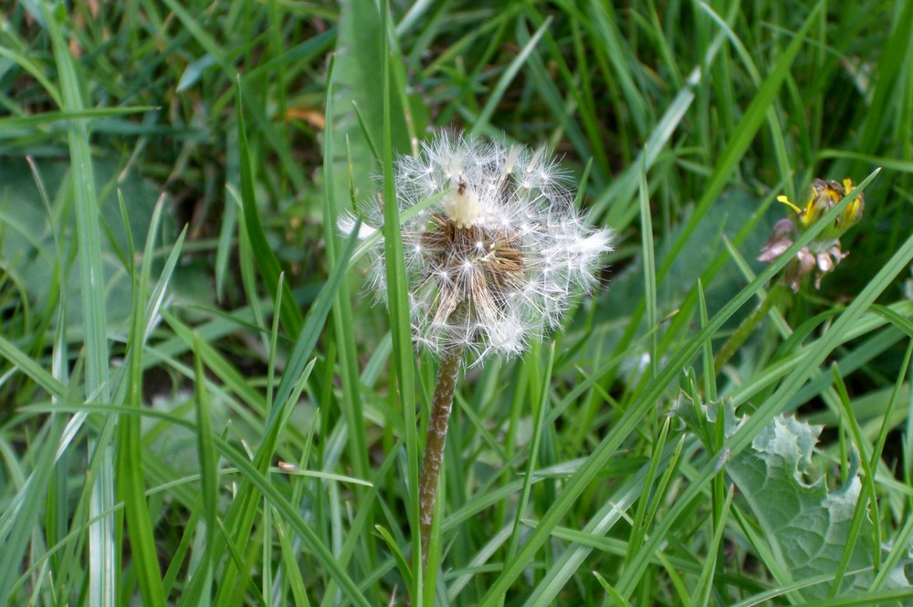 Pusteblume