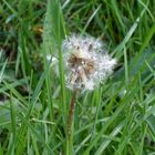 Pusteblume