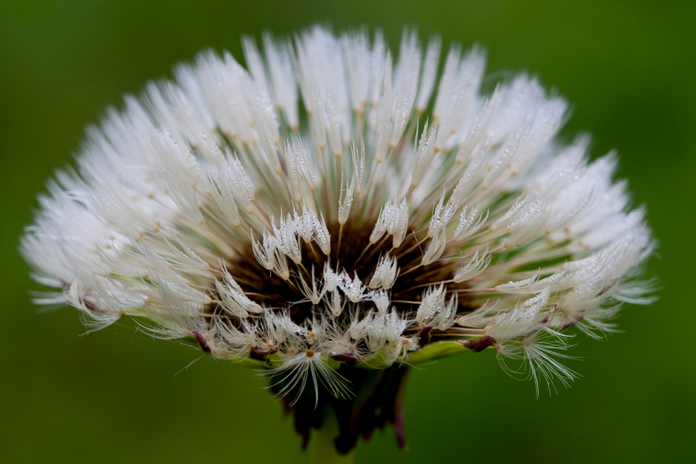 Pusteblume