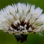 Pusteblume