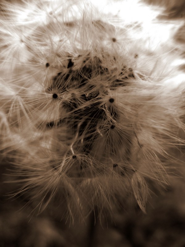 Pusteblume