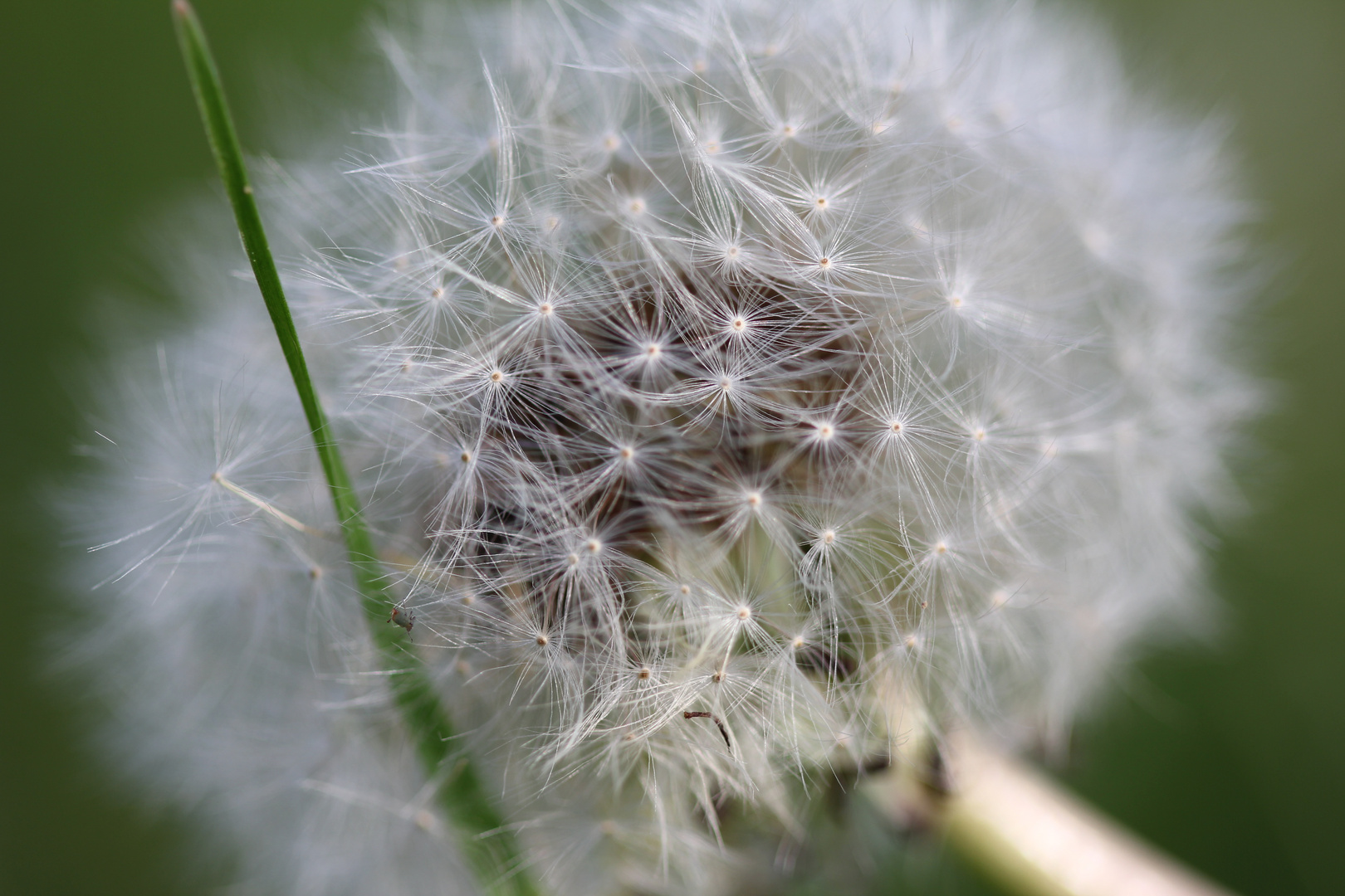 Pusteblume