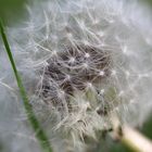 Pusteblume