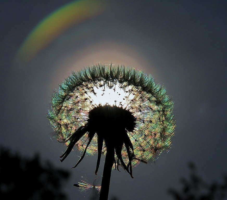 pusteblume