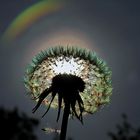 pusteblume