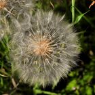 Pusteblume - ein Symbol des Loslassens...