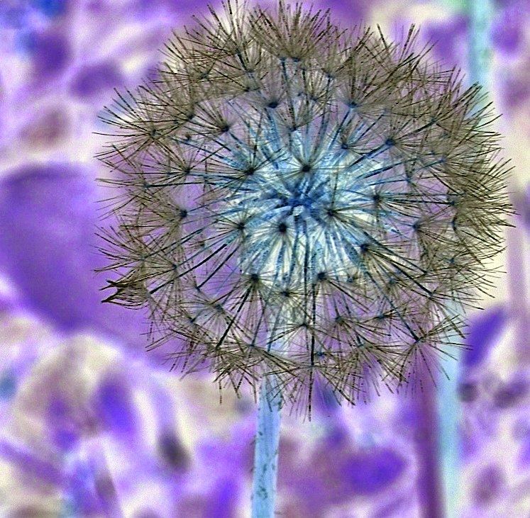 Pusteblume einmal anders