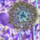 Pusteblume einmal anders