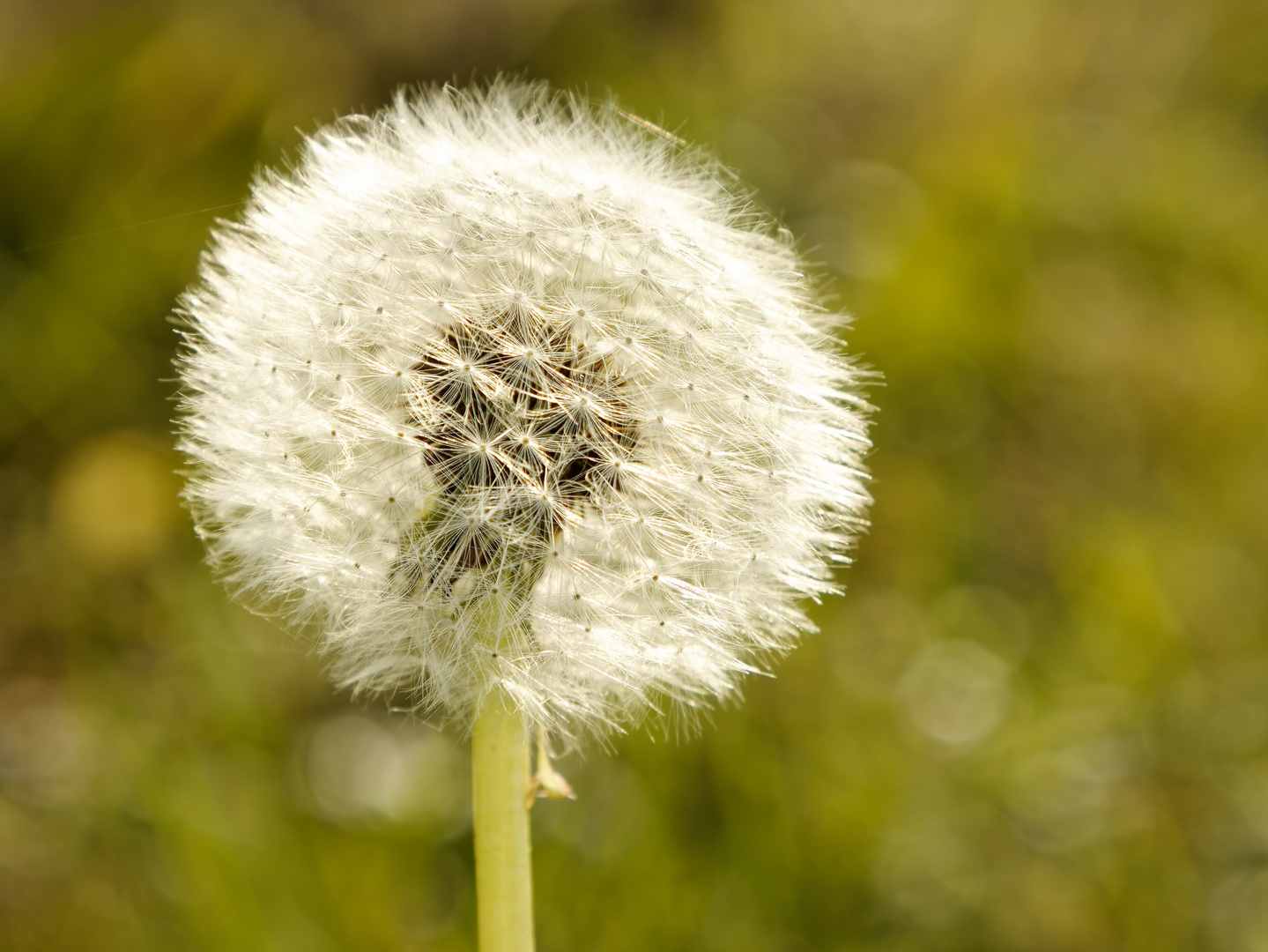 Pusteblume Ende Oktober... 